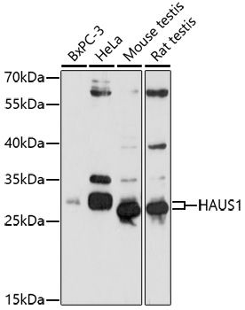 HAUS1 antibody