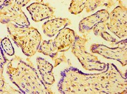 HAUS4 Antibody