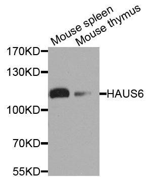 HAUS6 antibody