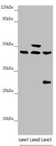 HAUS8 Antibody