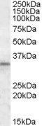 Goat anti-HAX1 Antibody
