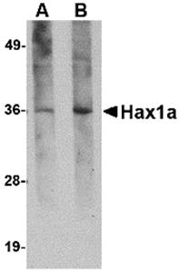 Hax1a Monoclonal Antibody