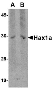 Hax1a Monoclonal Antibody