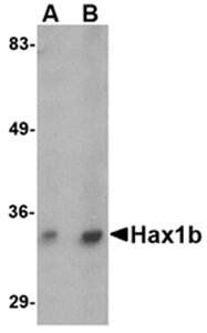 Hax1b Antibody