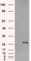HB EGF (HBEGF) antibody