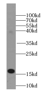 HBA1-Specific antibody