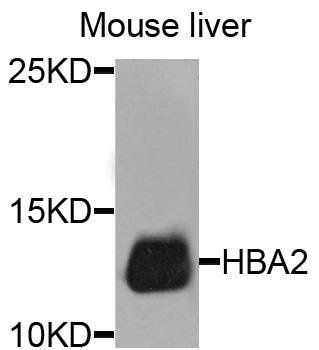 HBA2 antibody