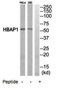 HBAP1 antibody