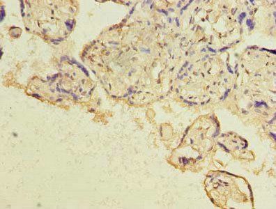 HBE1 Antibody