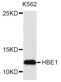 HBE1 antibody
