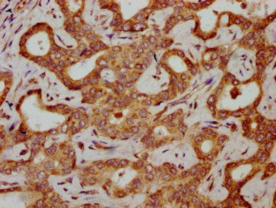 HBG2 Antibody