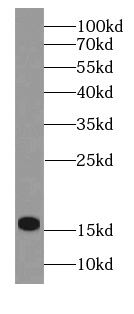 HBM-Specific antibody