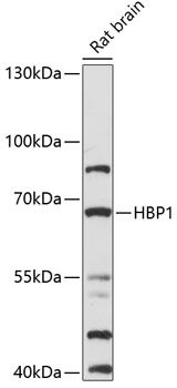 HBP1 antibody
