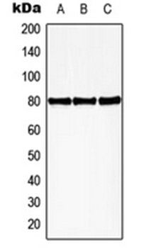 HBP1 (phospho-S402) antibody
