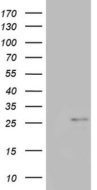 HBS1L Antibody