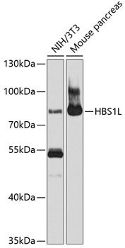 HBS1L antibody