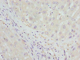 HBZ Antibody