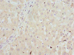 HBZ Antibody