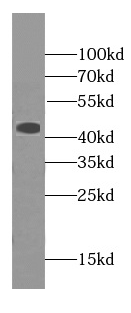 HBZ-Specific antibody