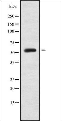HC-II antibody