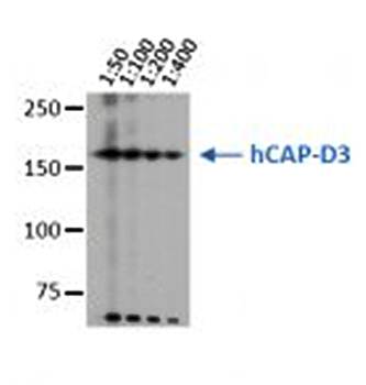 NCAPD3/hCAP-D3 Monoclonal Antibody [2B5]
