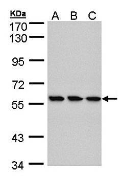 HCE antibody