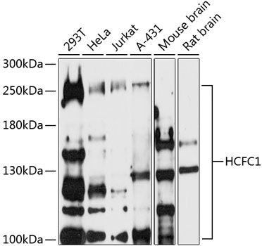 HCFC1 antibody