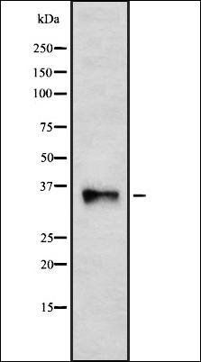 HCG2040518 antibody
