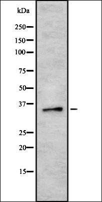 HCG39951 antibody