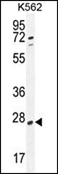 hCG_2024410 antibody