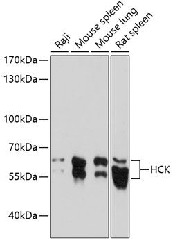 HCK antibody