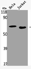 HCK Antibody