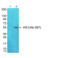 HCLS1 (Ab-397) Antibody