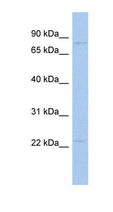 HCN3 antibody