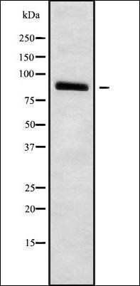 HCN3 antibody