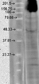HCN4 Antibody