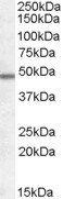 Goat anti-OX1R and OX2R Antibody