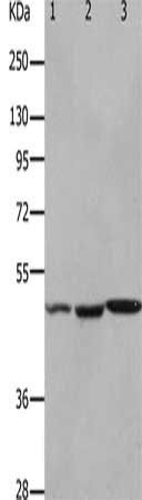 HCRTR2 antibody