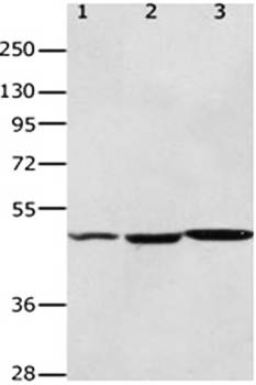 HCRTR2 Antibody