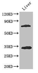 HDAC10 Antibody