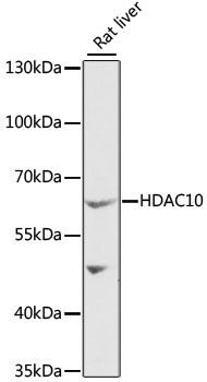 HDAC10 antibody