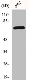 HDAC10 Antibody