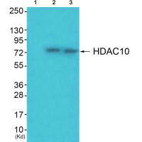 HDAC10 Antibody
