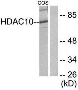 HDAC10 Antibody