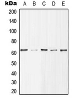 HDAC1 (phospho-S421) antibody