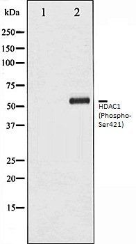 HDAC1 (Phospho-Ser421) antibody
