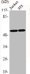 HDAC2 Antibody