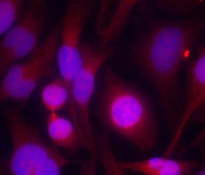 HDAC2 (Ab-394) Antibody