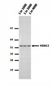 HDAC2 Monoclonal Antibody [3F3] - Unconjugated / 0.1ml