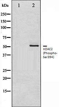 HDAC2 (Phospho-Ser394) antibody